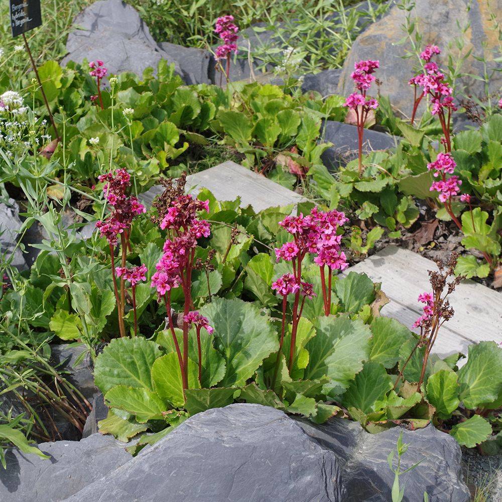 Bergenia 'Abendglut' - Plante des savetiers - Image 3