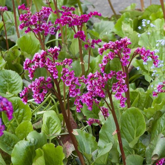 Bergenia 'Abendglut' - Plante des savetiers - Image 4