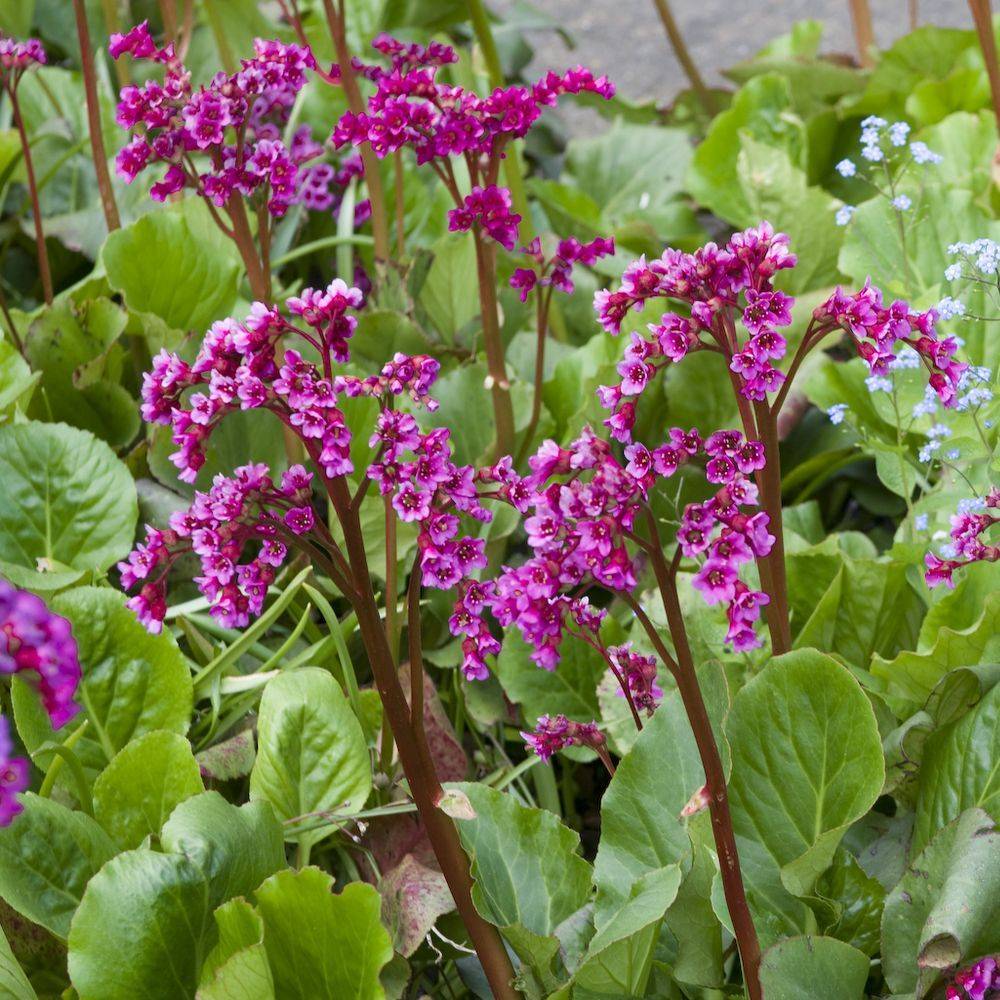 Bergenia 'Abendglut' - Plante des savetiers - Image 4