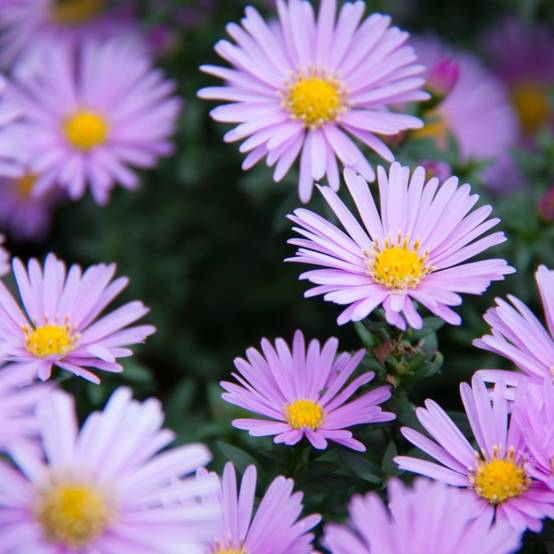 Aster alpinus 'Happy End' - Image 1