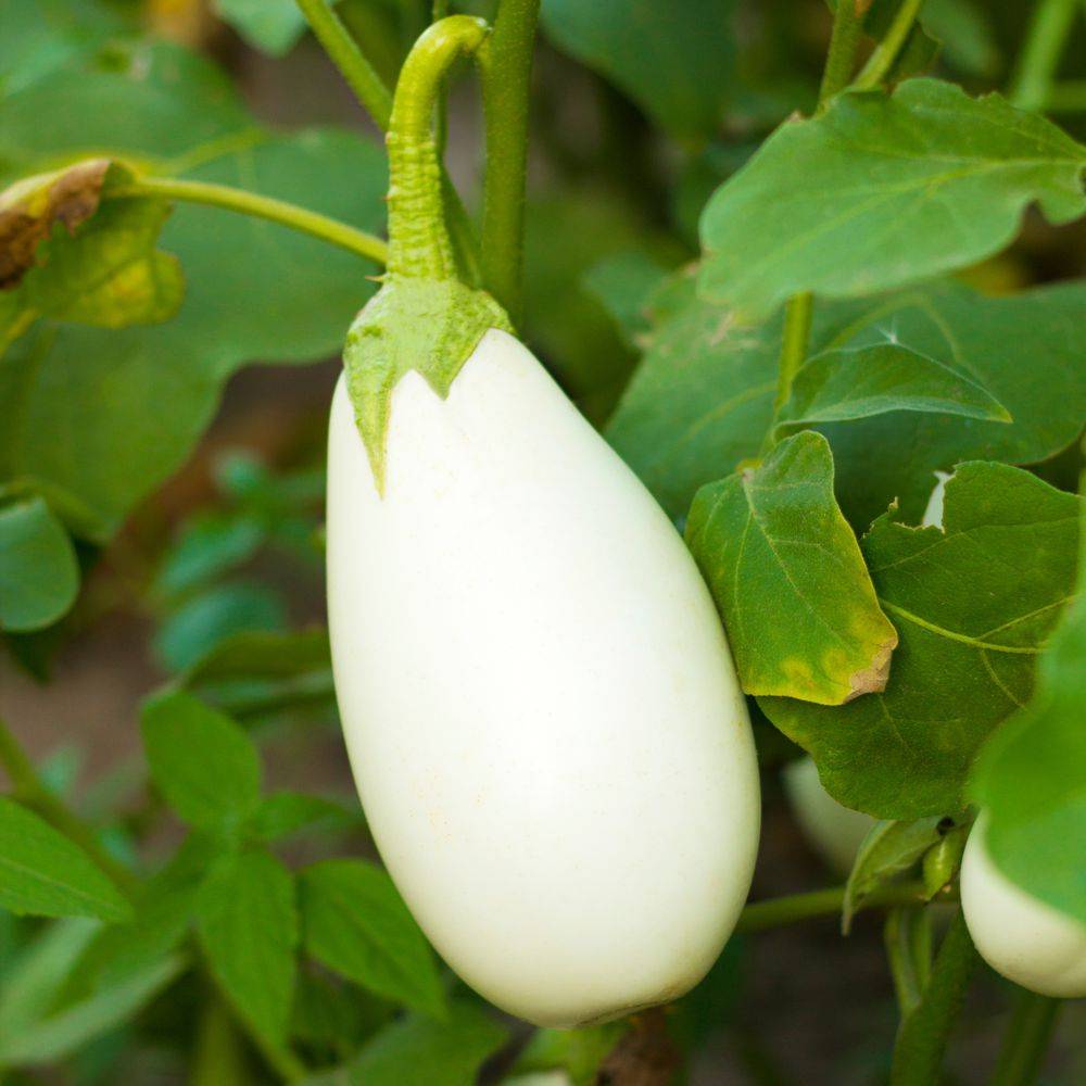 Aubergine 'Clara'