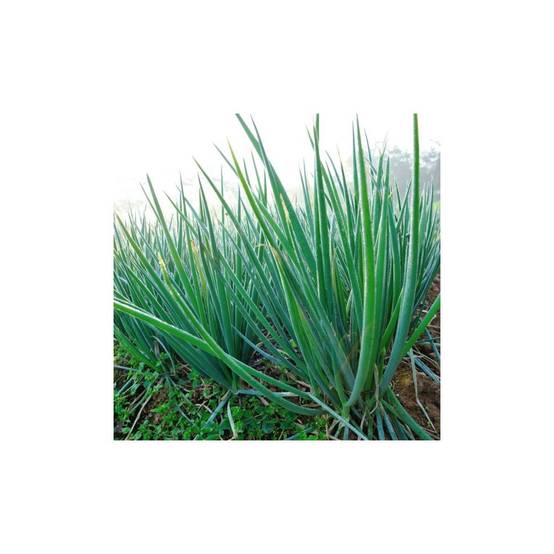 Ciboule de Chine - Prêt à consommer - Image 3
