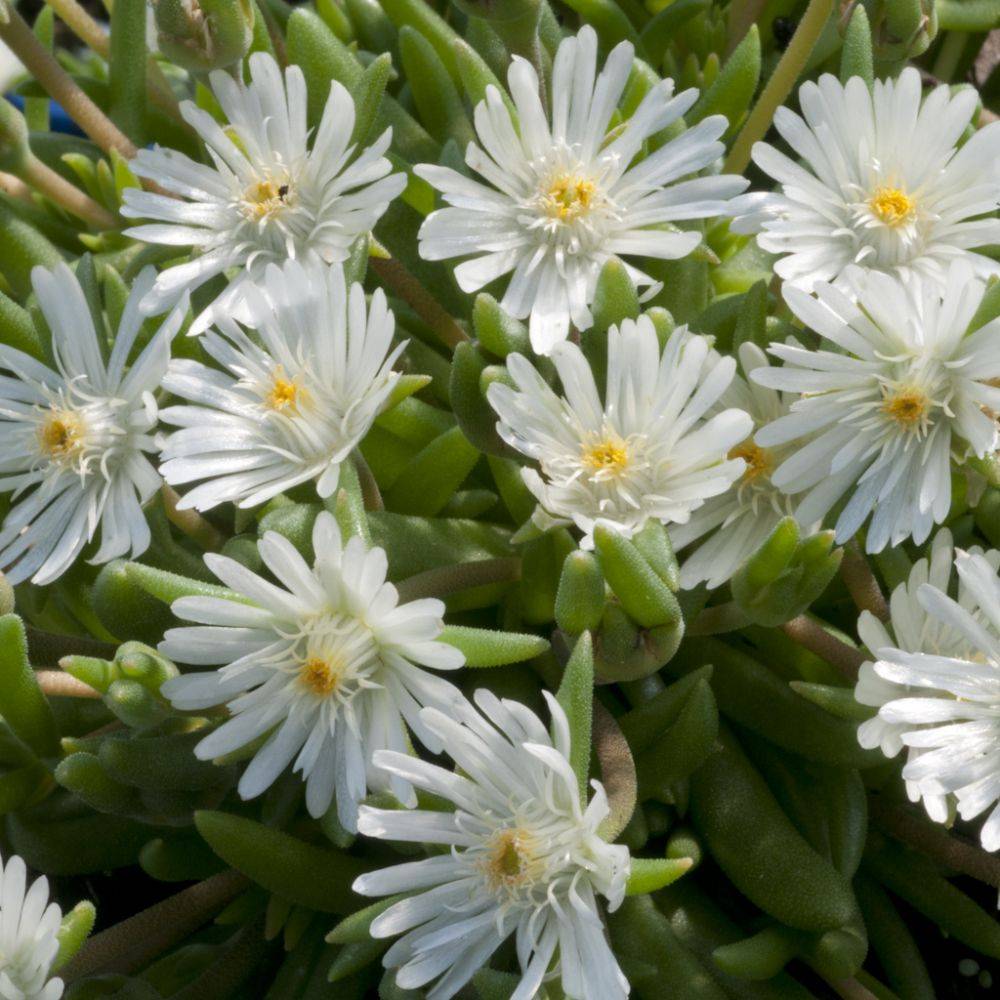Delosperma jewel of desert moon stone - Image 1
