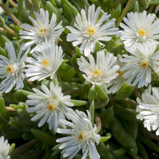 Delosperma jewel of desert moon stone - Image 2