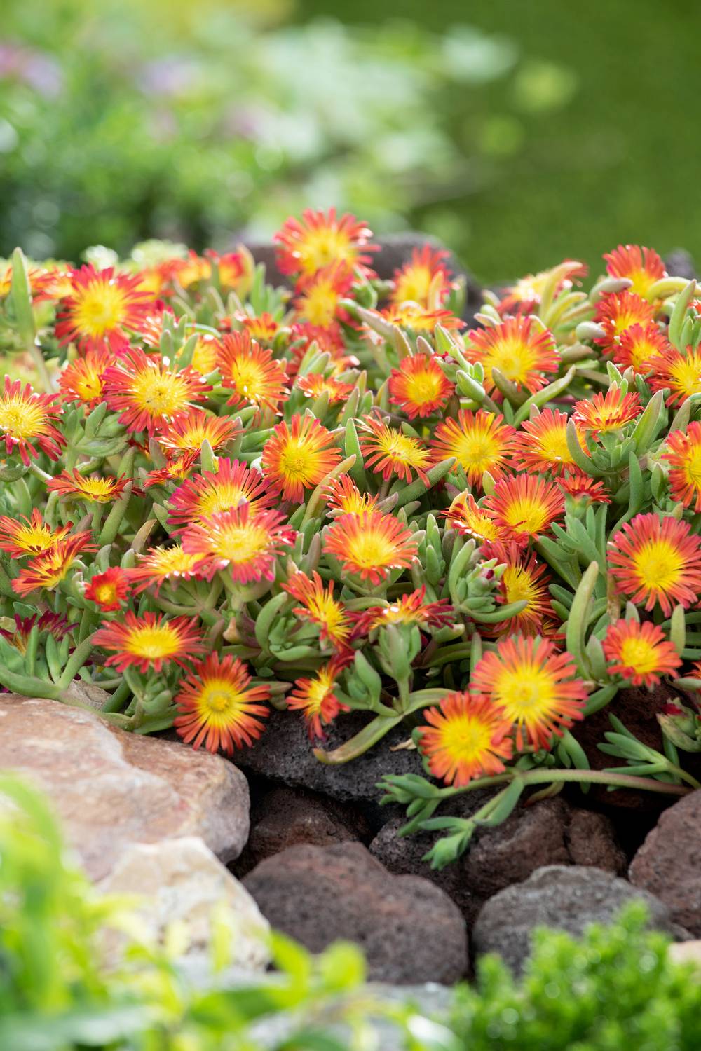 DELOSPERMA nubigenum 'Fire wonder'® en pot de 4 litres
