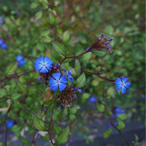 Ceratostigma griffithii - Dentelaire bleu - Image 1