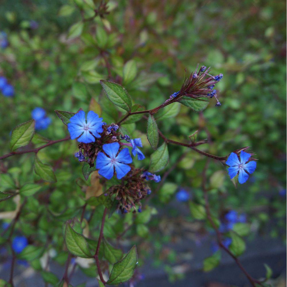 Ceratostigma griffithii - Dentelaire bleu