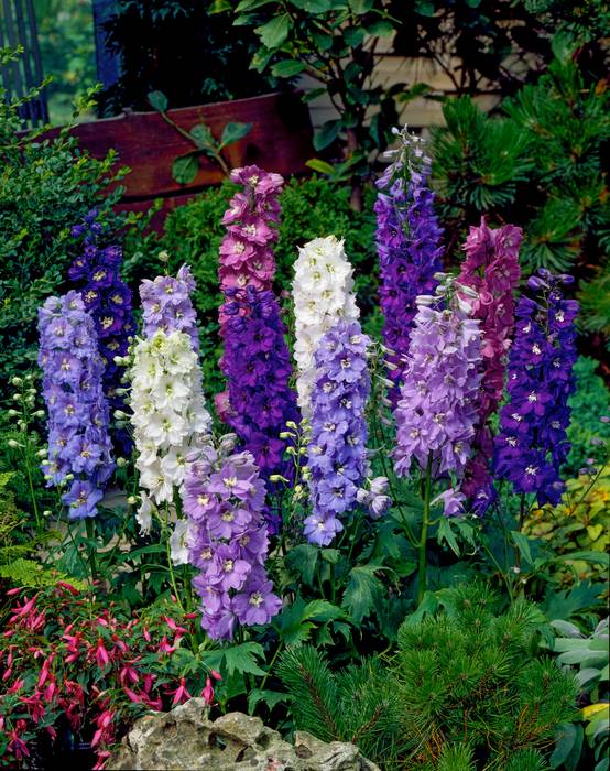 Delphinium 'Magic Fountains Rose' - Pied d'alouette - GODET 7CM - Gamm vert