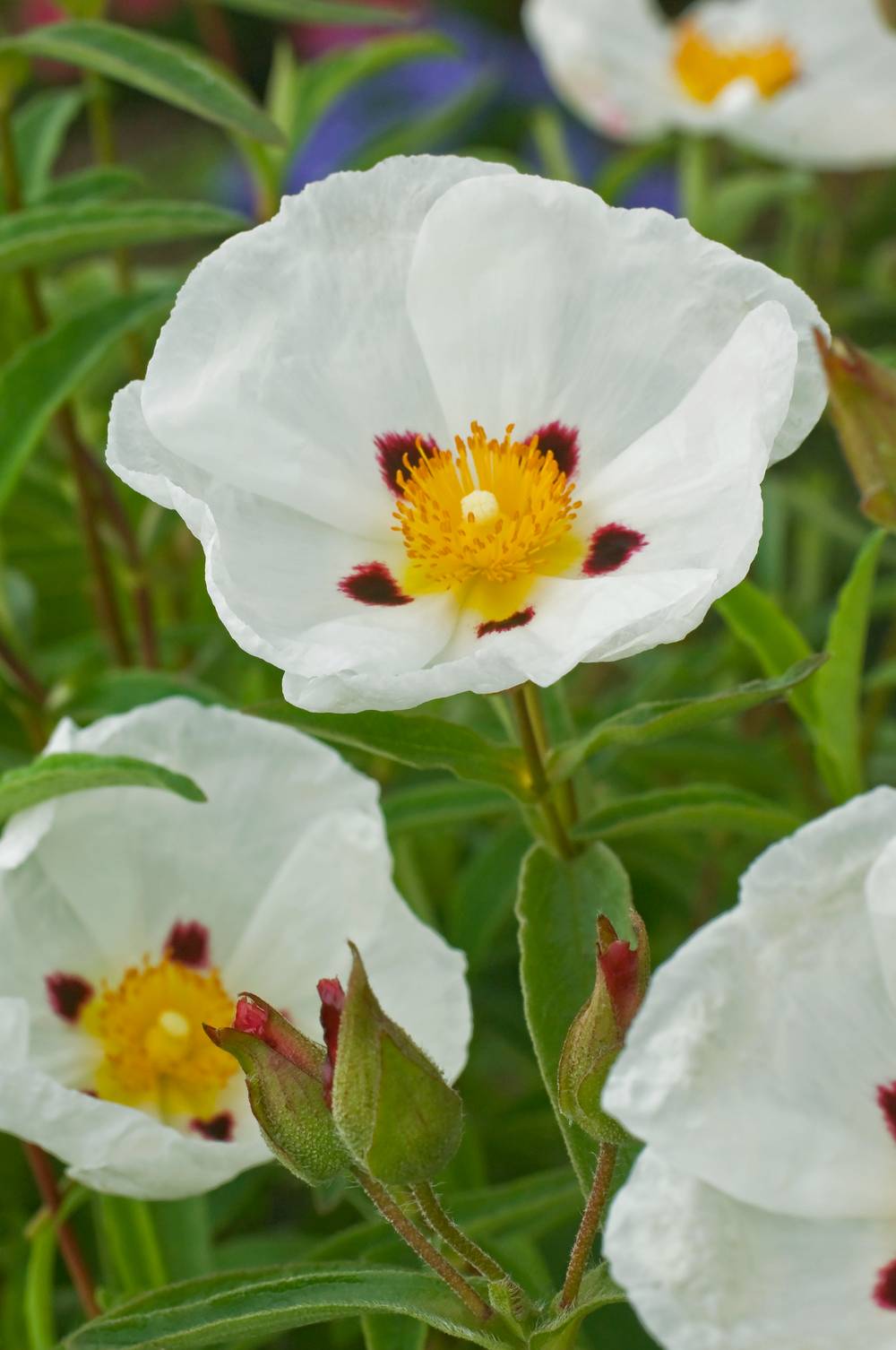 Cistus purpureus 'Alan Fradd' - Ciste