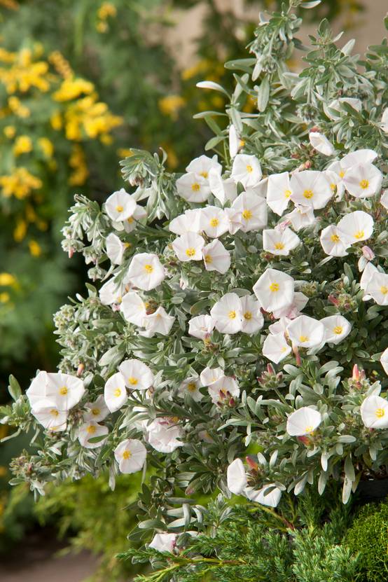Convolvulus cneorum - Liseron de Turquie