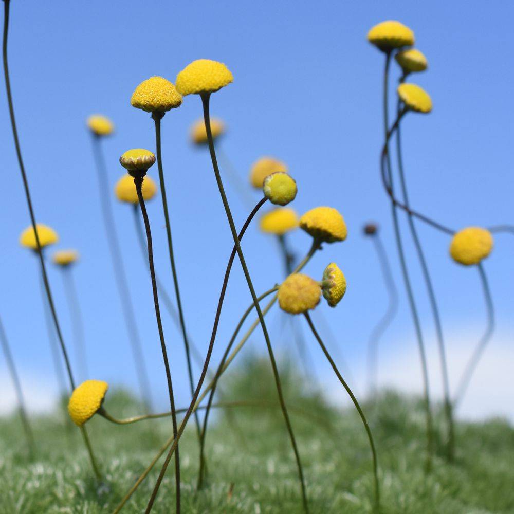 Cotula hispida - Image 1