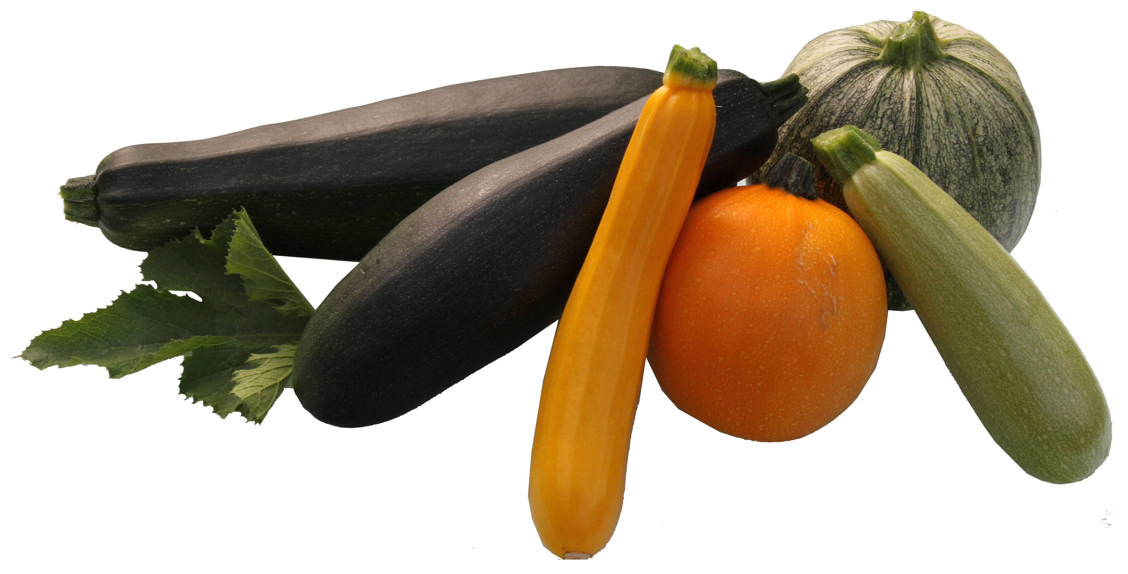 Courgette 'Greyzini'