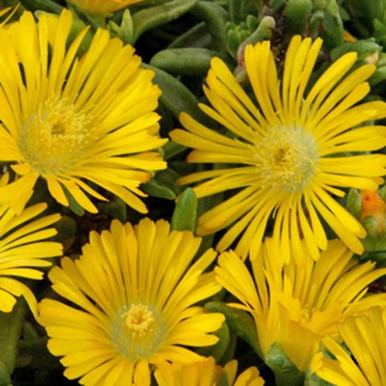 Delosperma nubigenum Wheels of Wonder 'Yellow Wonder' - Pourpier de Cooper (Ficoïde) - Image 1