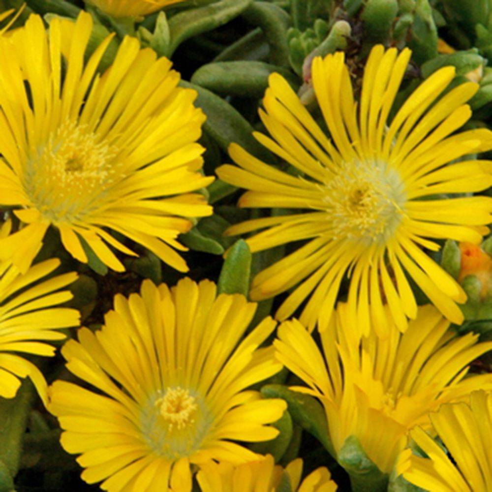 Delosperma nubigenum Wheels of Wonder 'Yellow Wonder' - Pourpier de Cooper (Ficoïde) - Image 1