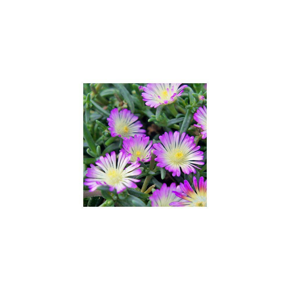 Delosperma nubigenum Wheels of Wonder 'Violet Wonder' - Pourpier de Cooper (Ficoïde)