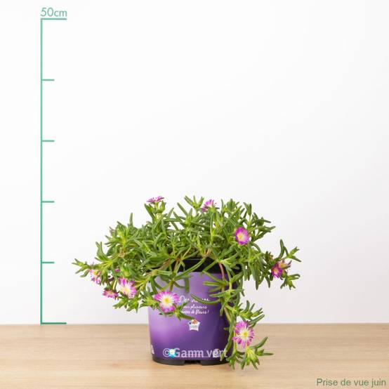 Delosperma nubigenum Wheels of Wonder 'Violet Wonder' - Pourpier de Cooper (Ficoïde) - Image 4