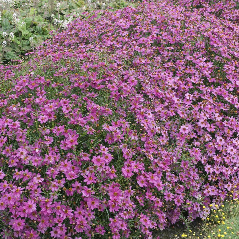 Coréopsis 'Limerock Passion' - Image 3