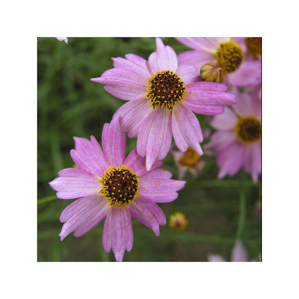 Coréopsis 'Limerock Passion' - Image 2
