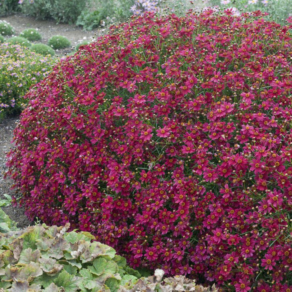 Coréopsis 'Limerock Ruby'