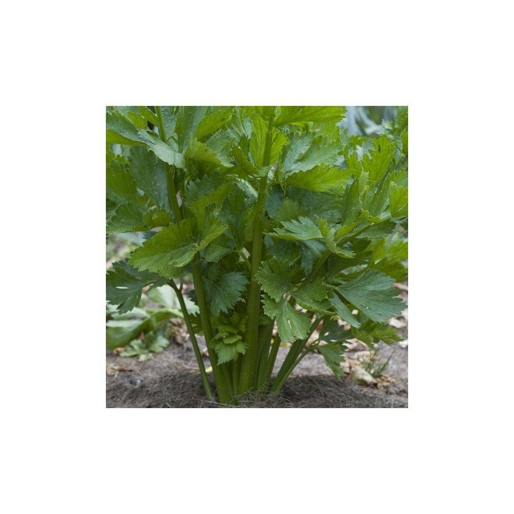 Céleri à couper - Prêt à consommer - Image 1