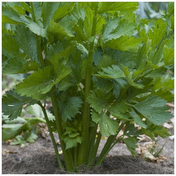 Céleri à couper - Prêt à consommer - Image 2