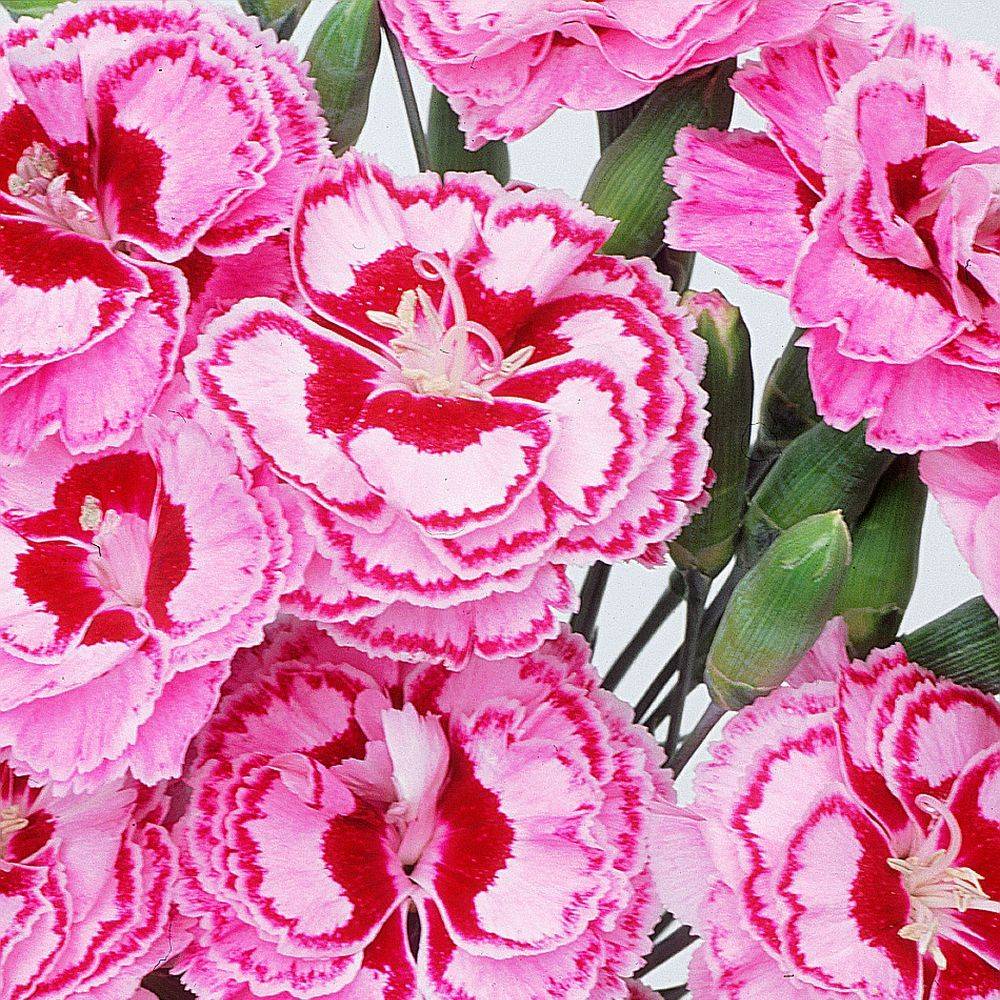Dianthus plumarius 'Moulin Rouge' - Œillet