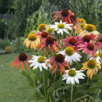 Echinacea purpurea 'Cheyenne Spirit'