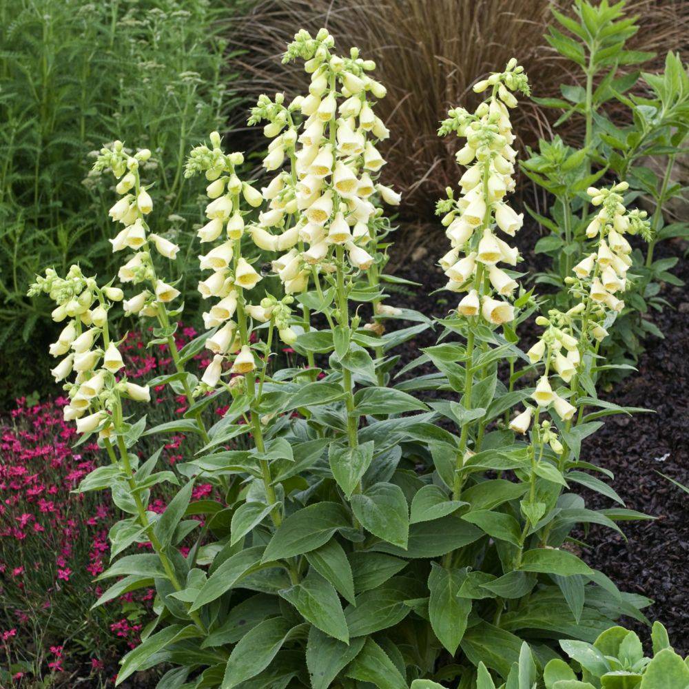 Digitalis grandiflora 'Ambigua' - Digitale