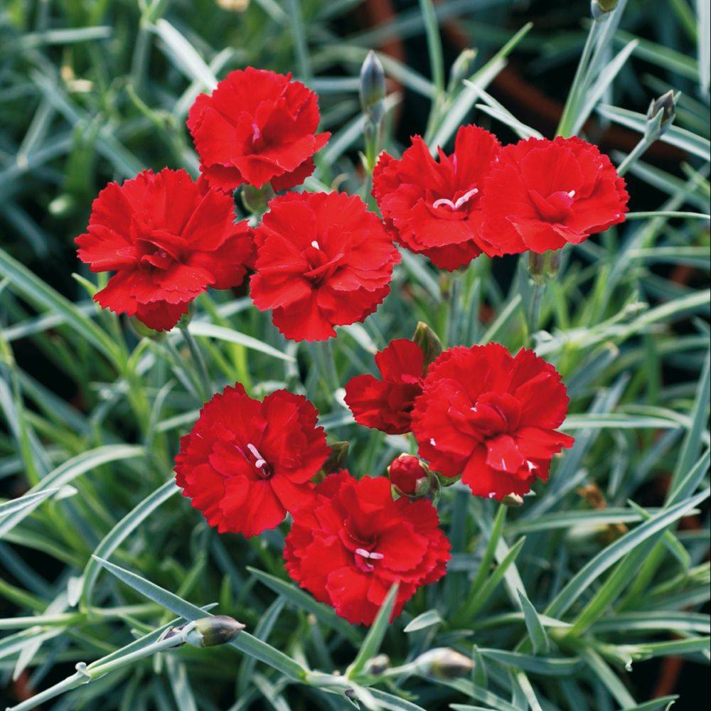 Œillet mignardise 'Houndspool Cheryl' - Dianthus plumarius - Image 2