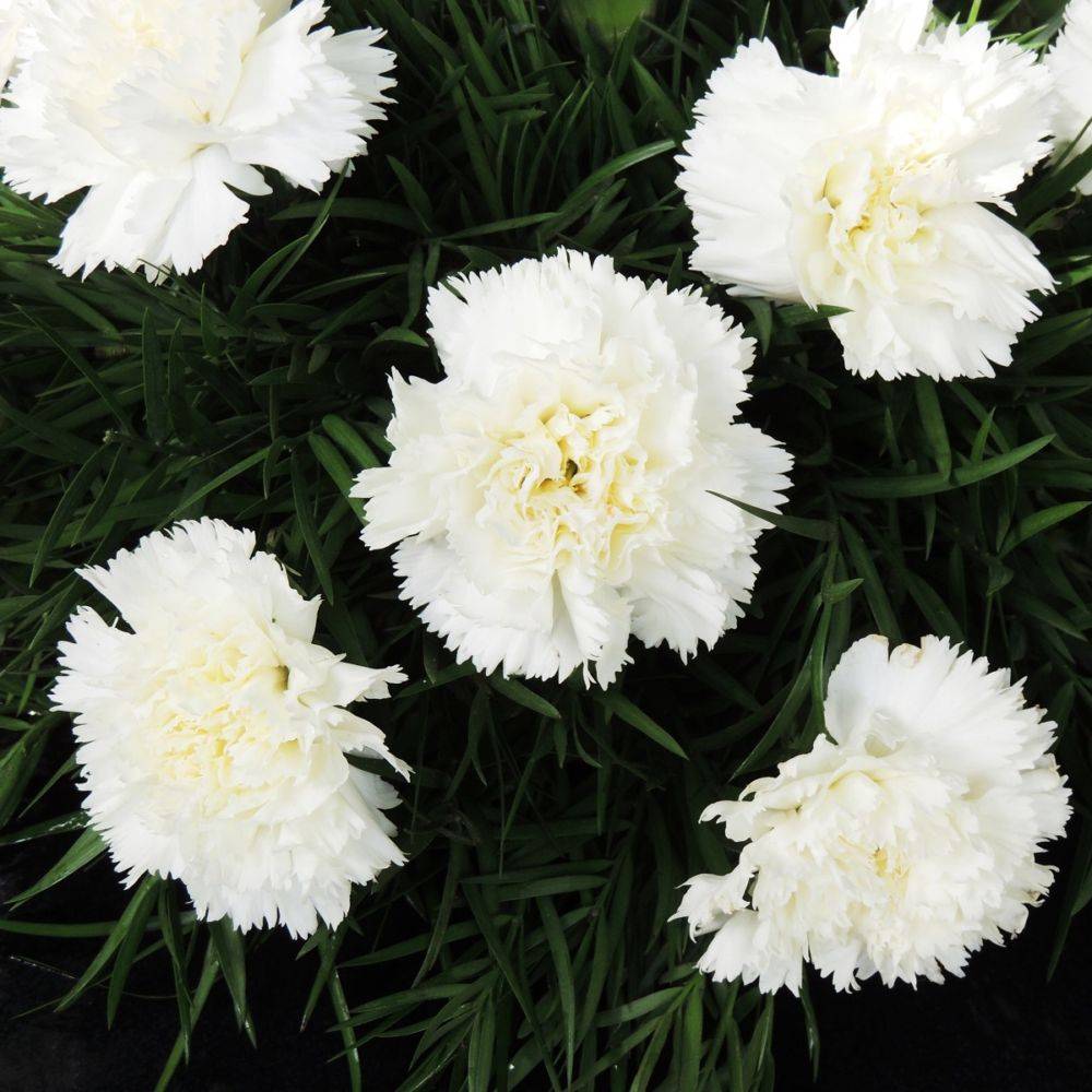 Oeillet mignardise Scent First® 'Memories' - Dianthus plumarius - Image 4