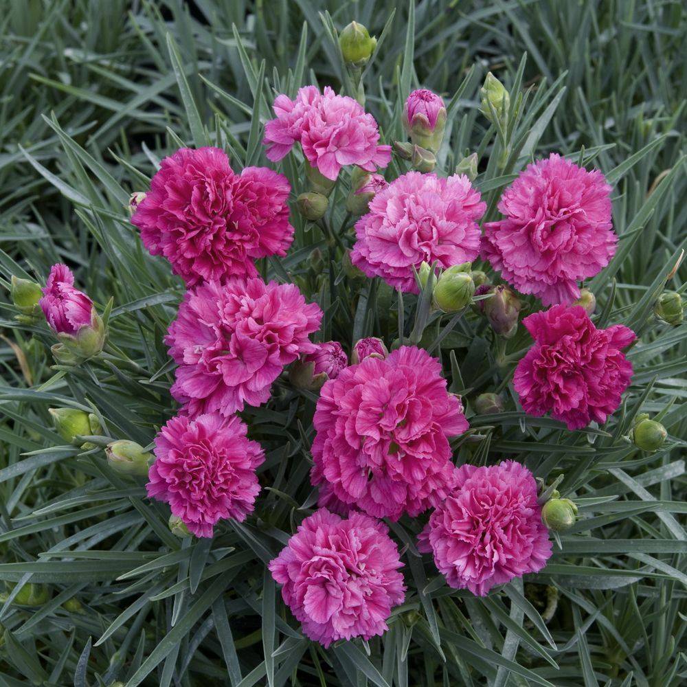 Dianthus plumarius 'Devon Wizard' - Œillet - Image 1
