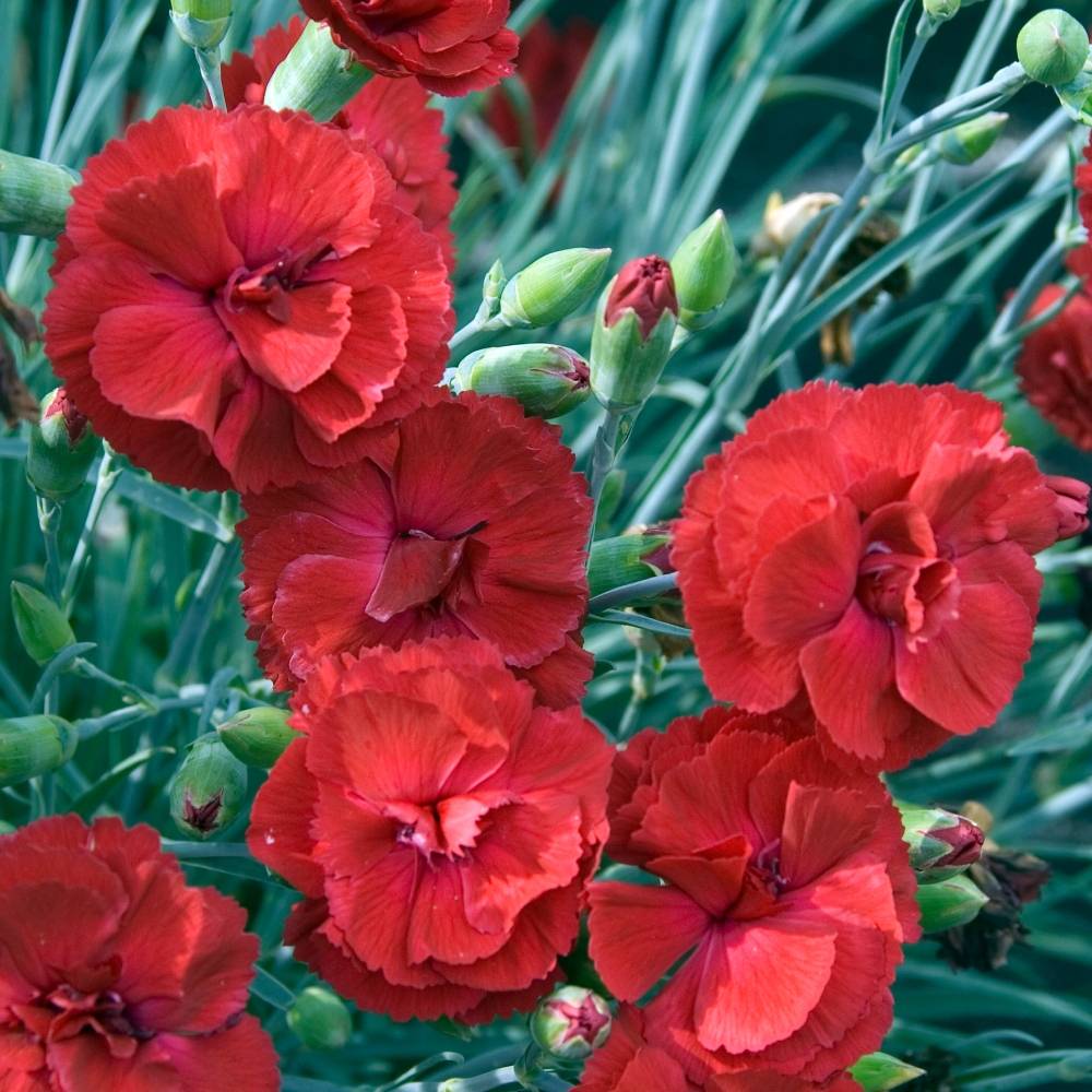 Œillet mignardise Passion Hot Red - Dianthus plumarius