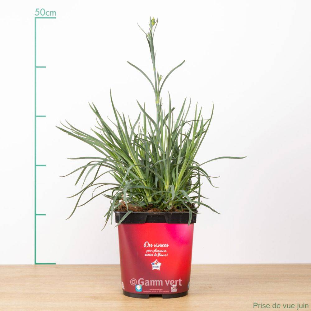 Œillet mignardise  Passion Hot Red - Dianthus plumarius - Image 2