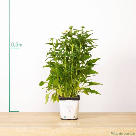 Echinacea purpurea 'Pow Wow White' - ECLOZ - Image 1