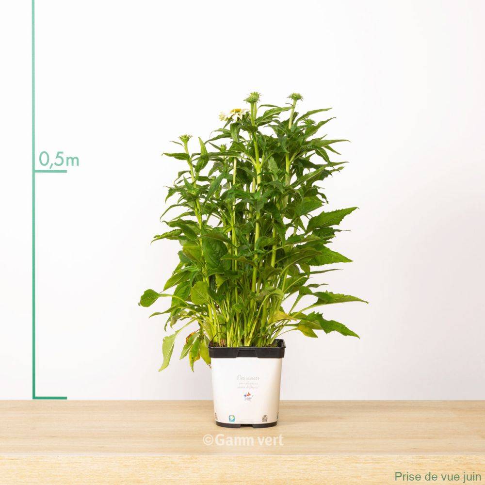 Echinacea purpurea 'Pow Wow White' - ECLOZ - Image 1