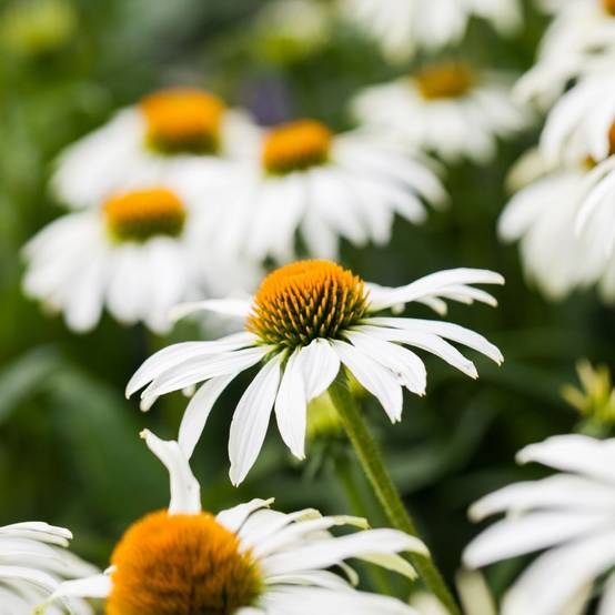 Echinacea purpurea 'Pow Wow White' - ECLOZ - Image 4