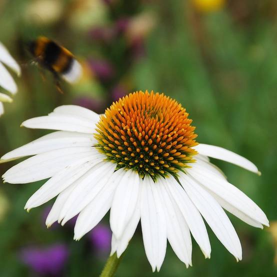 Echinacea purpurea 'Pow Wow White' - ECLOZ - Image 8