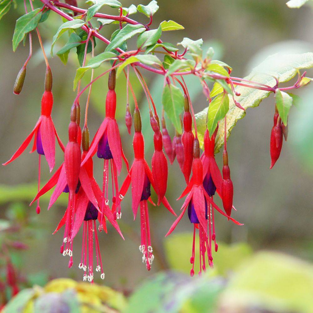Fuchsia 'Riccartonii' - Image 2