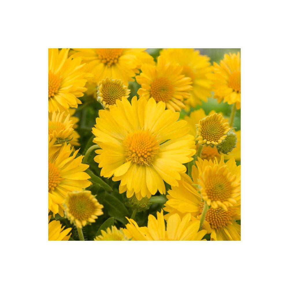 Gaillardia grandiflora 'Mesa Yellow' - ECLOZ - Gaillarde - Image 2