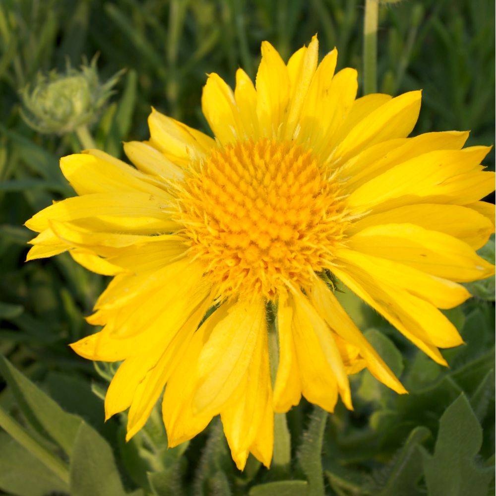 Gaillardia grandiflora 'Mesa Yellow' - ECLOZ - Gaillarde - Image 4