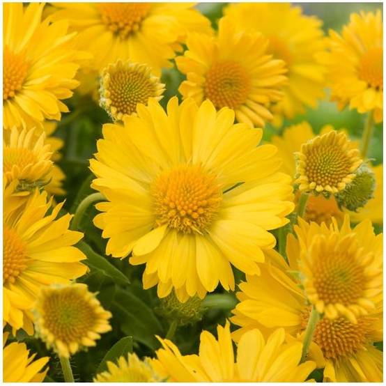 Gaillardia grandiflora 'Mesa Yellow' - ECLOZ - Gaillarde - Image 6