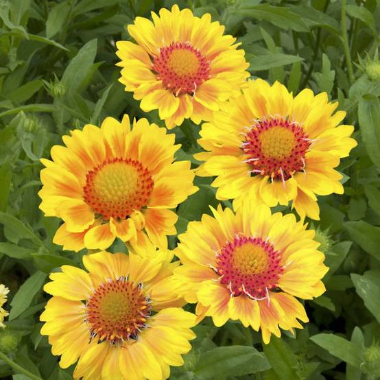 Gaillardia grandiflora 'Mesa Peach' - ECLOZ - Gaillarde - Image 2