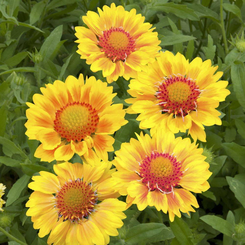 Gaillardia grandiflora 'Mesa Peach' - ECLOZ - Gaillarde - Image 2