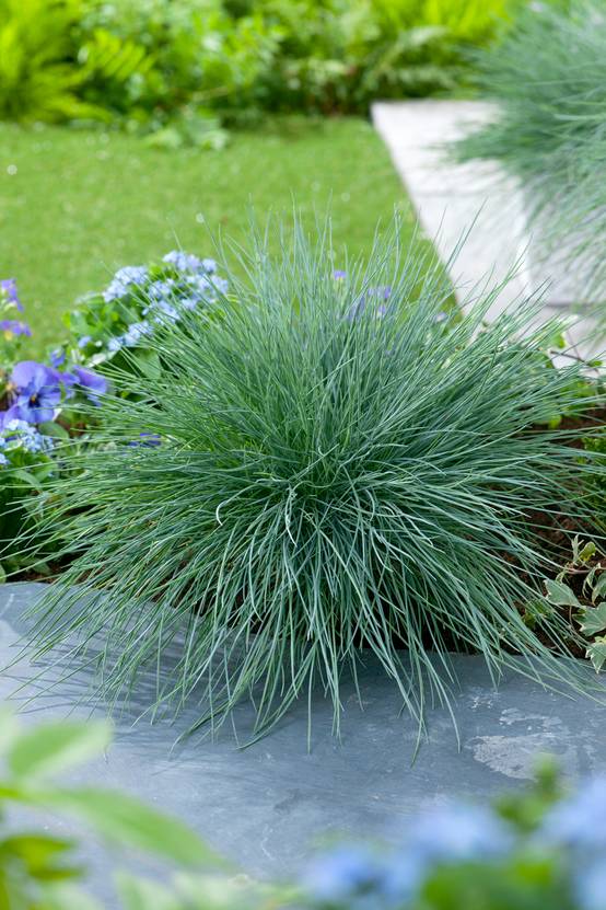 Festuca glauca 'Intens Blue' - Graminée Fétuque bleue