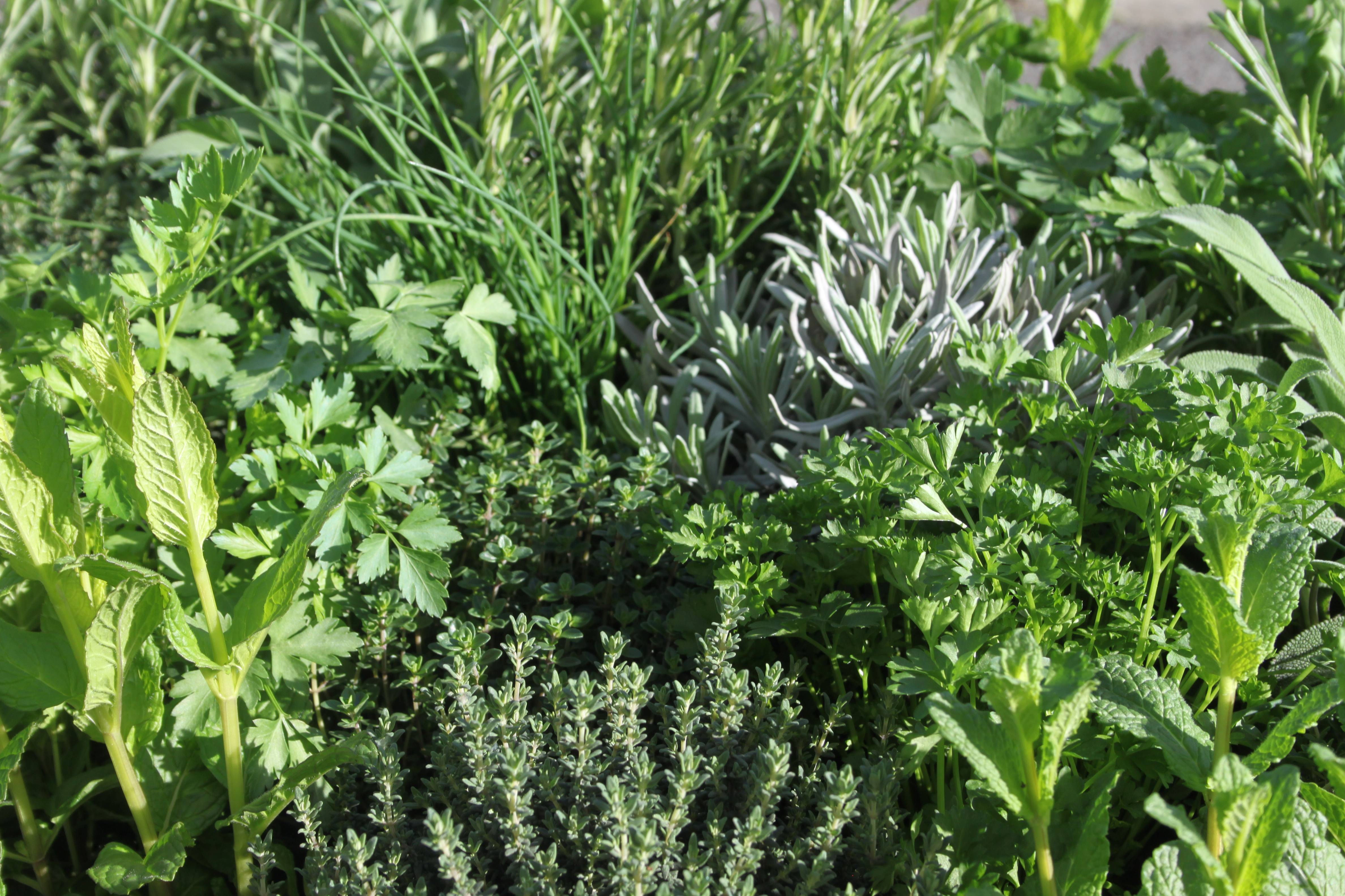 Fenouil vert (aromatique) - Prêt à consommer