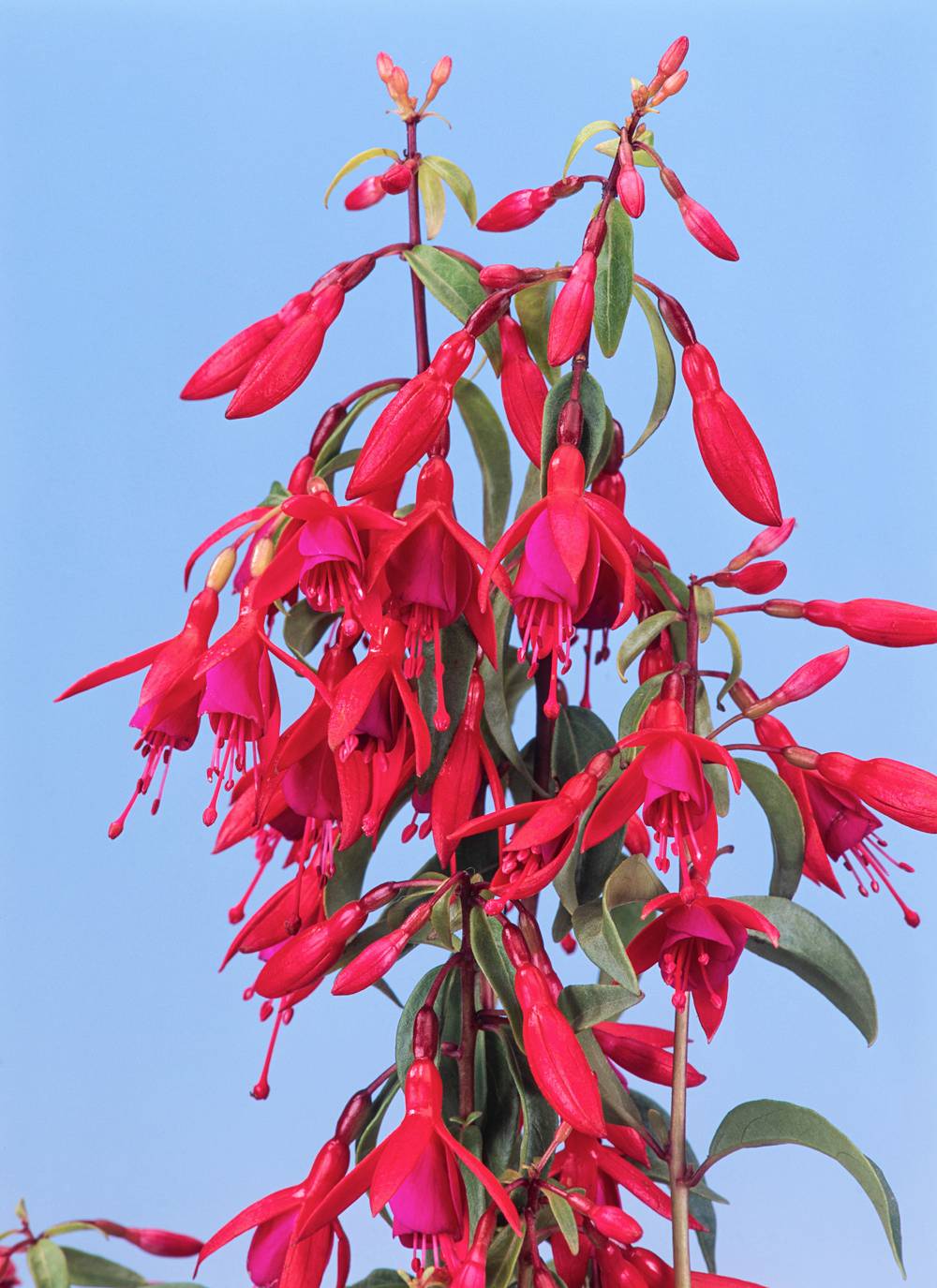 Fuchsia 'Bernisser Hardy'