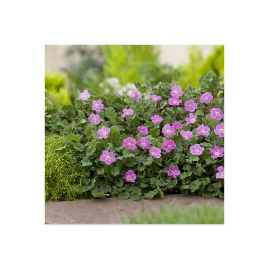 Erodium variabile 'Bishop's Form' - Bec de grue - Image 1