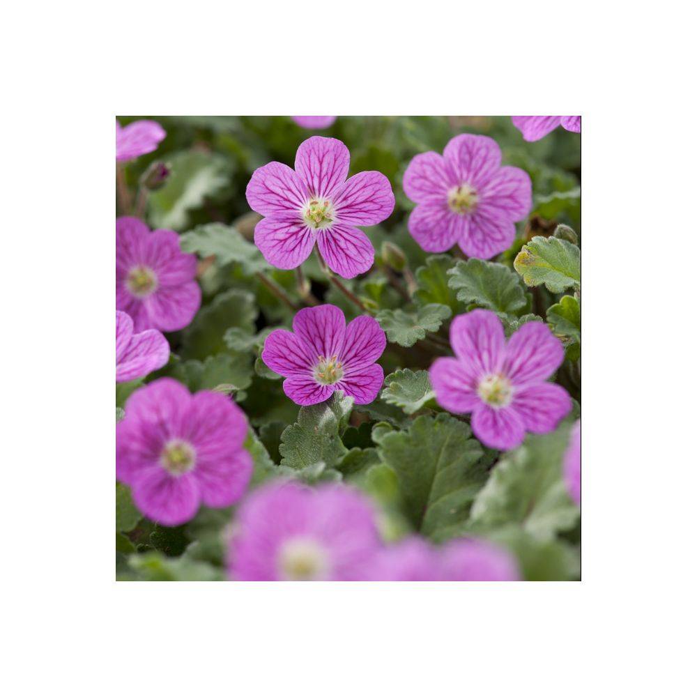 Erodium variabile 'Bishop's Form' - Bec de grue - Image 3