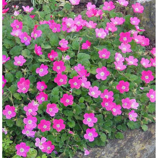 Erodium variabile 'Bishop's Form' - Bec de grue - Image 7