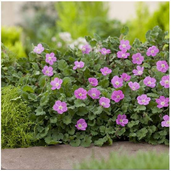 Erodium variabile 'Bishop's Form' - Bec de grue - Image 5